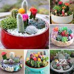 Amazing succulent planting ideas to make your home charming