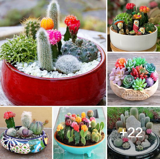 Amazing succulent planting ideas to make your home charming