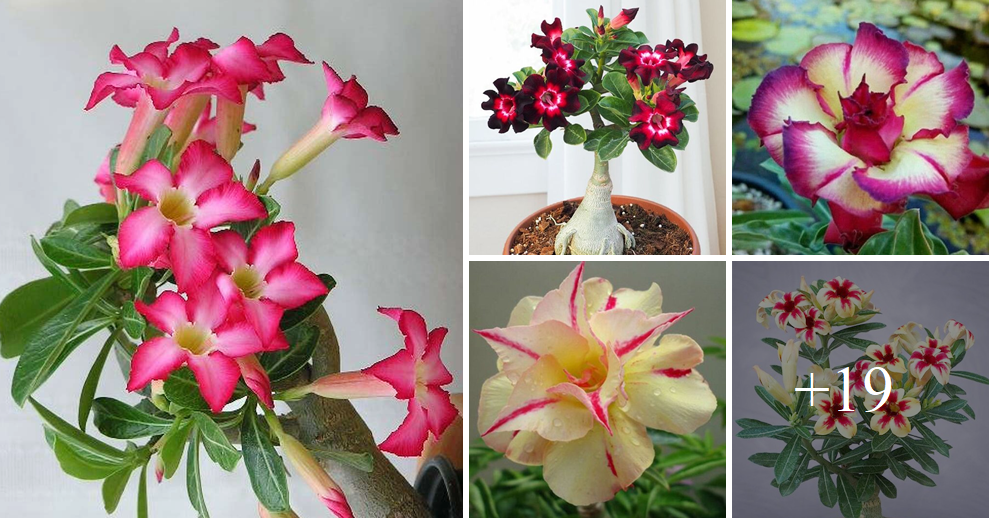How to grow and care for adenium