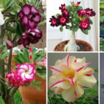 How to grow and care for desert rose