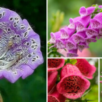 How to grow Foxgloves from seed