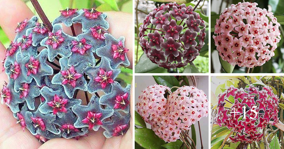How to grow Hoya from cuttings. Amazing colors and types