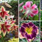How to grow lilies from seed the easy way