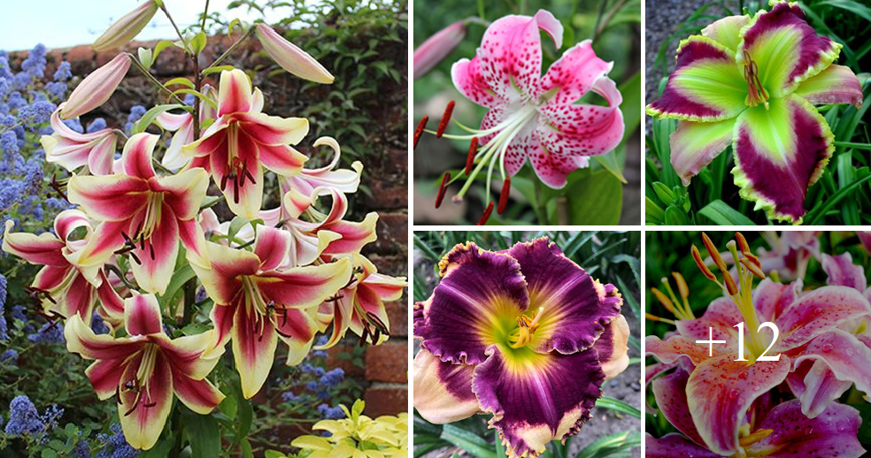 How to grow lilies from seed the easy way