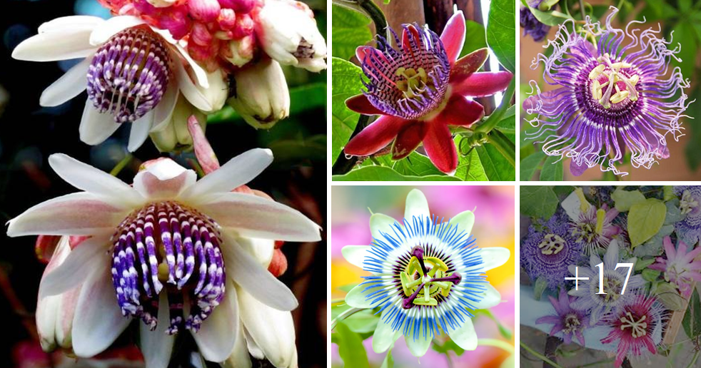 Growing and caring for Passiflora