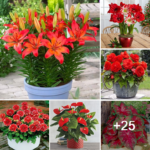 Amazing red flowers to consider this year