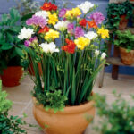 Growing and caring for coloful freesia flowers