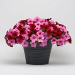 Tips for growing colorful petunias