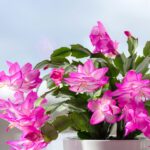 Blooming cacti species for a charming garden