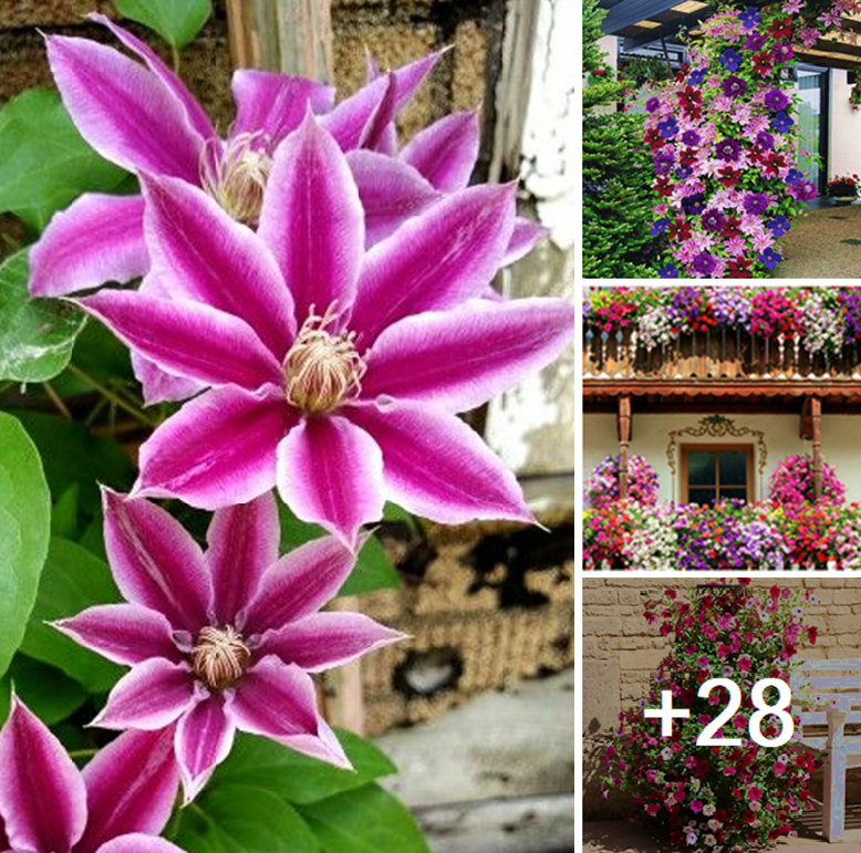 Amazing flowering vines and clematis for your trellis