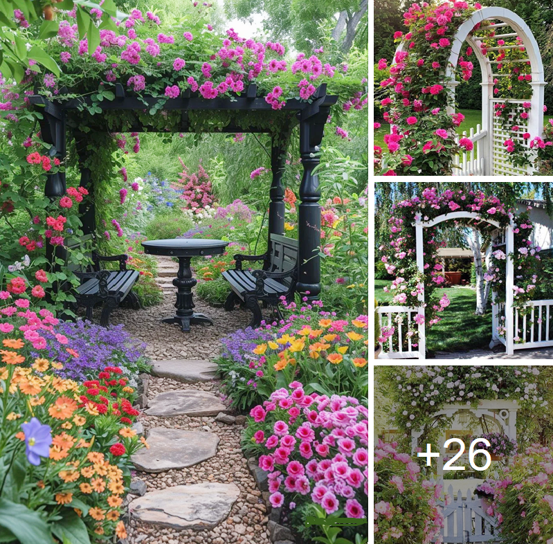 Add beauty to your pergola with pink flowers and bougainvillea