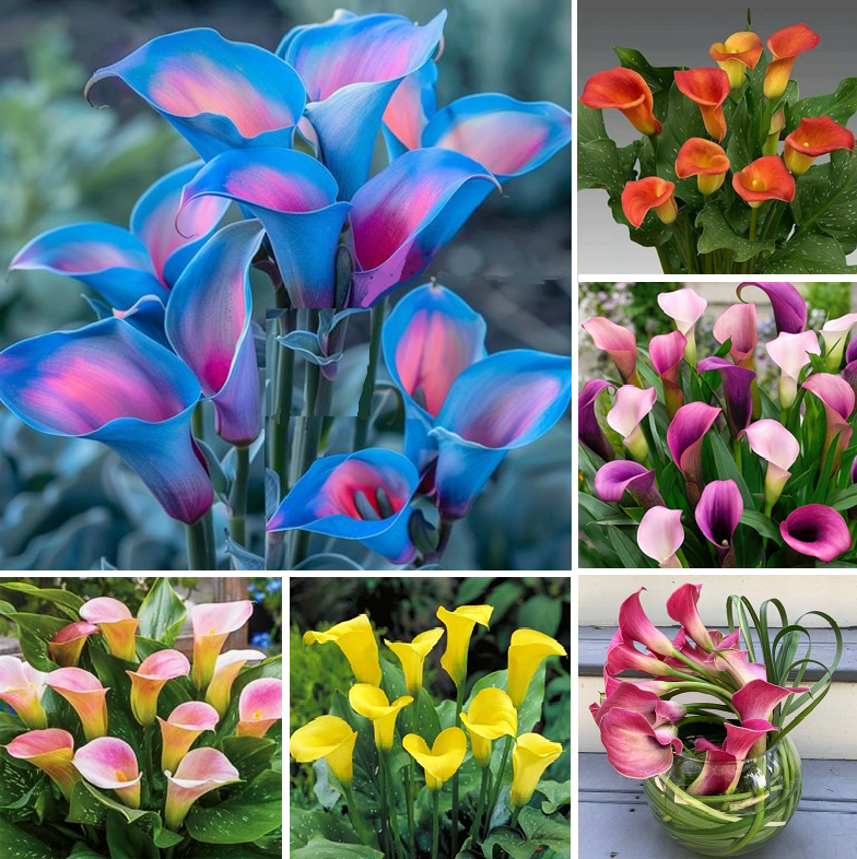 How to grow Calla Lily and Liles from bulbils