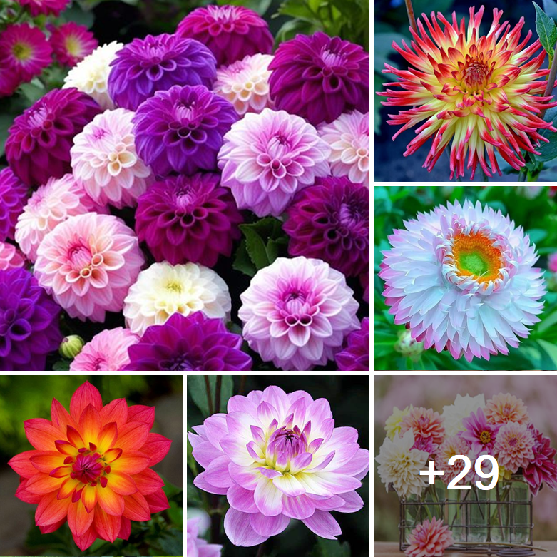 Tips on growing colorful dahlia flowers