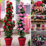 Amazing flowering vines and clematis for your trellis