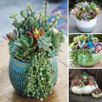 Dazzling succulent planters that will add sparkle to your home