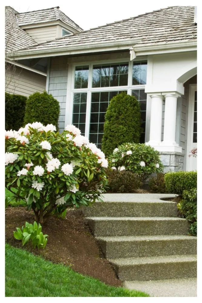 All white flowers in planters