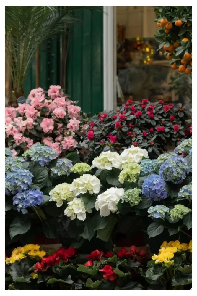 Potted hydrangeas on porch