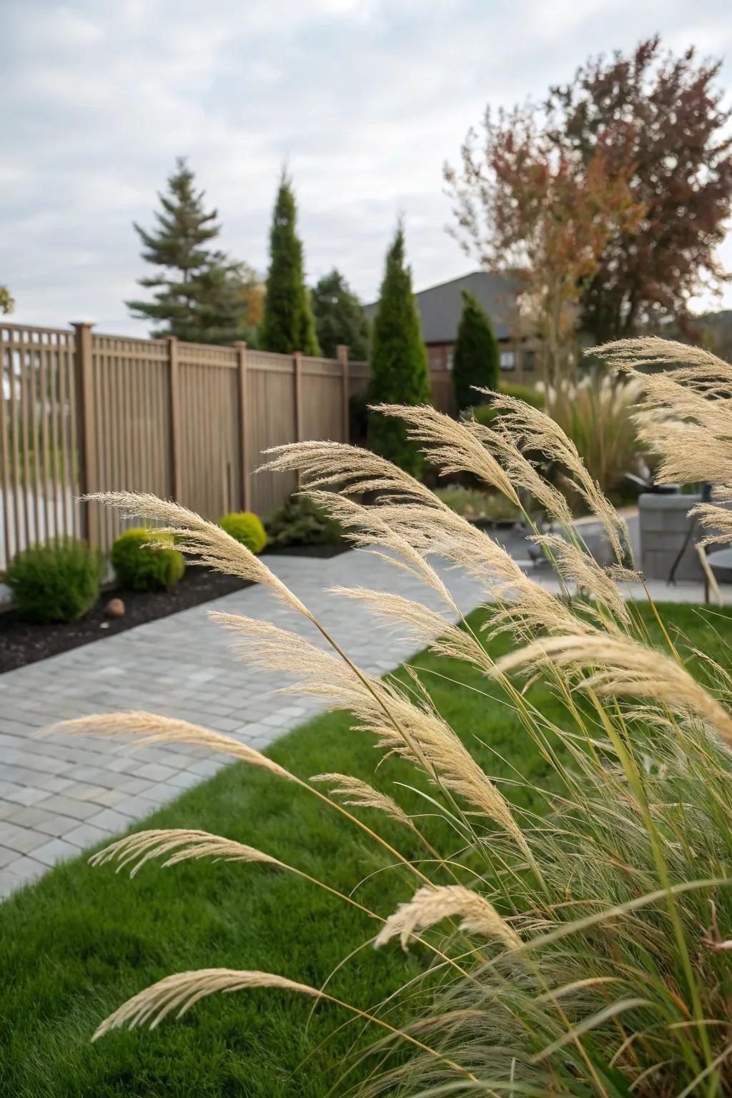 Ornamental grasses providing a gentle and natural privacy screen.