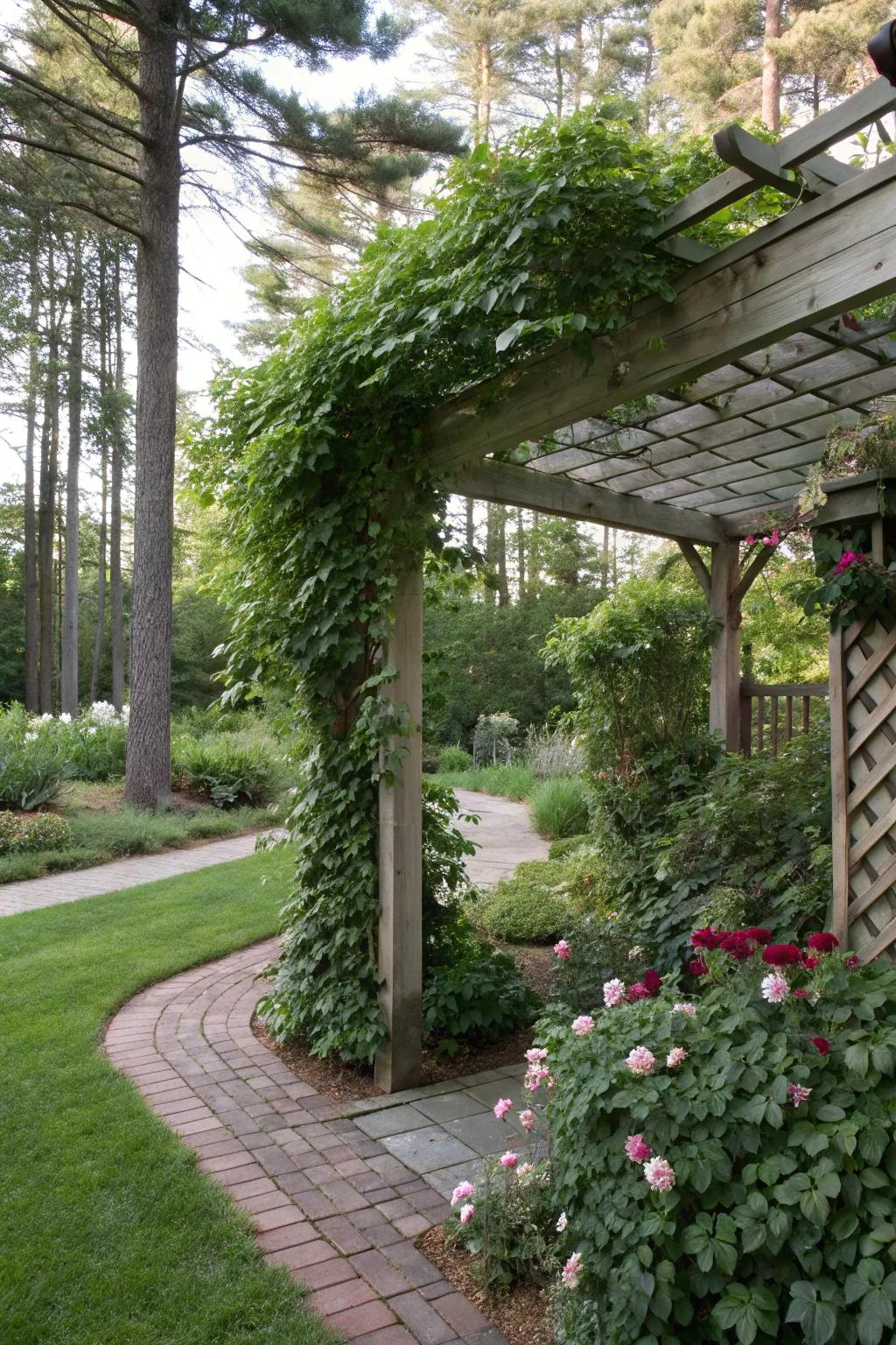 Pergola with climbing plants creating a private shaded area.